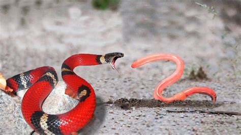 snakesworld com|SNAKE VS WORMS .